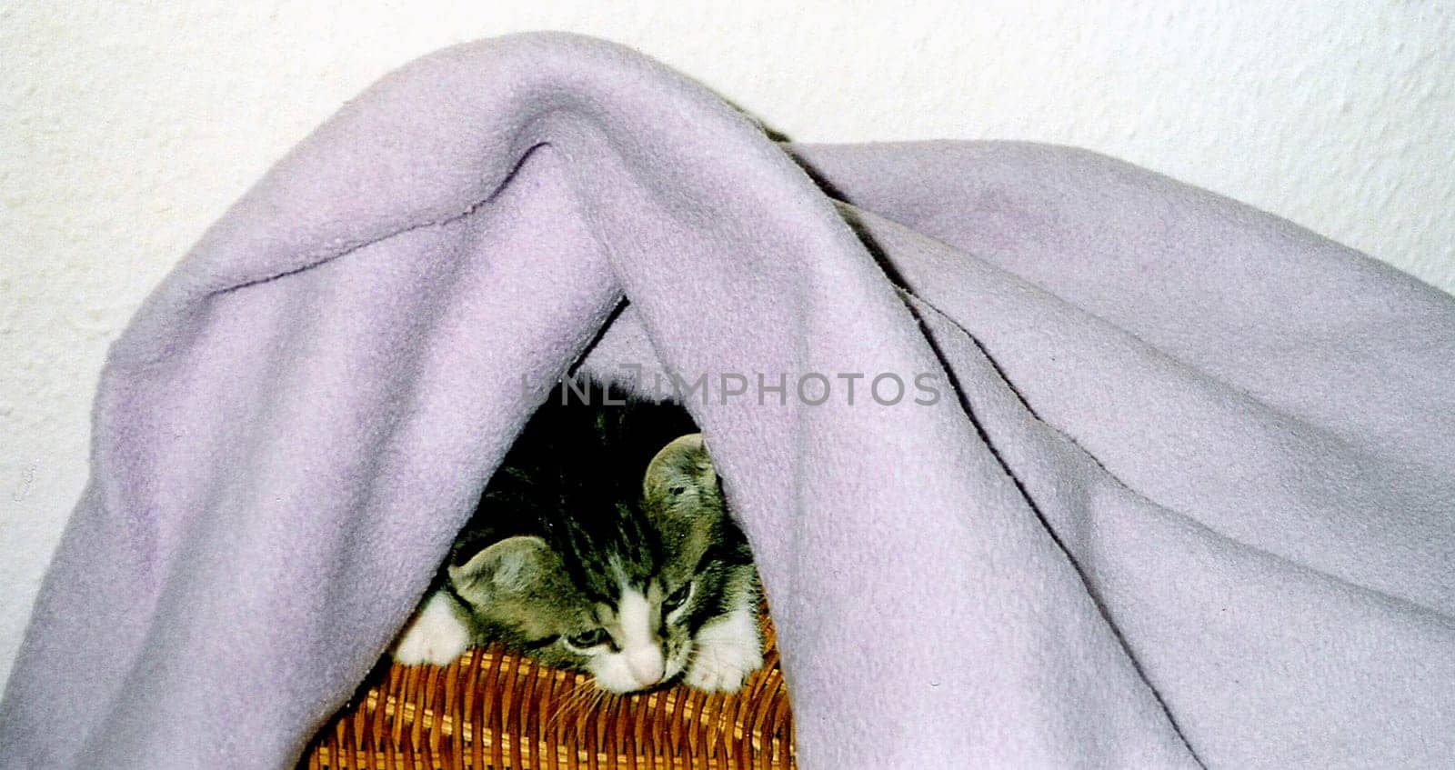 Since I just wrote an article about the birth of kittens for an animal welfare newspaper and was looking for some suitable photos,I came across this one,which I think is so cute. Unfortunately it is not so great in terms of quality,because I
