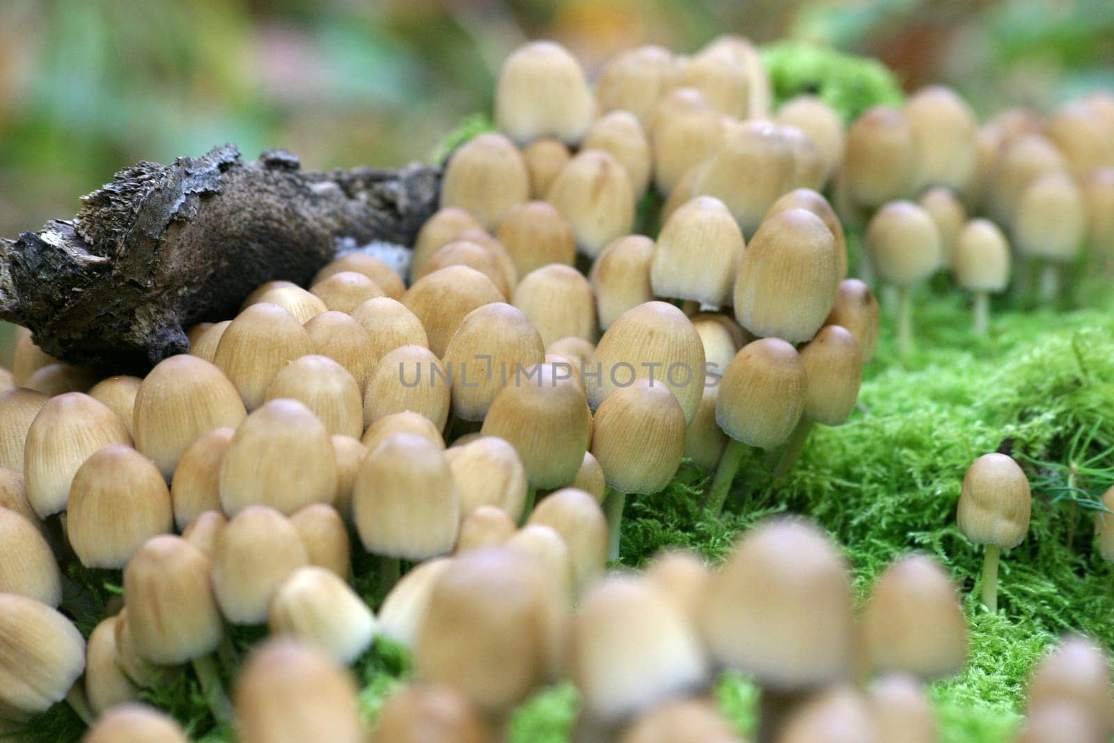 Small mushrooms on green moss cushion