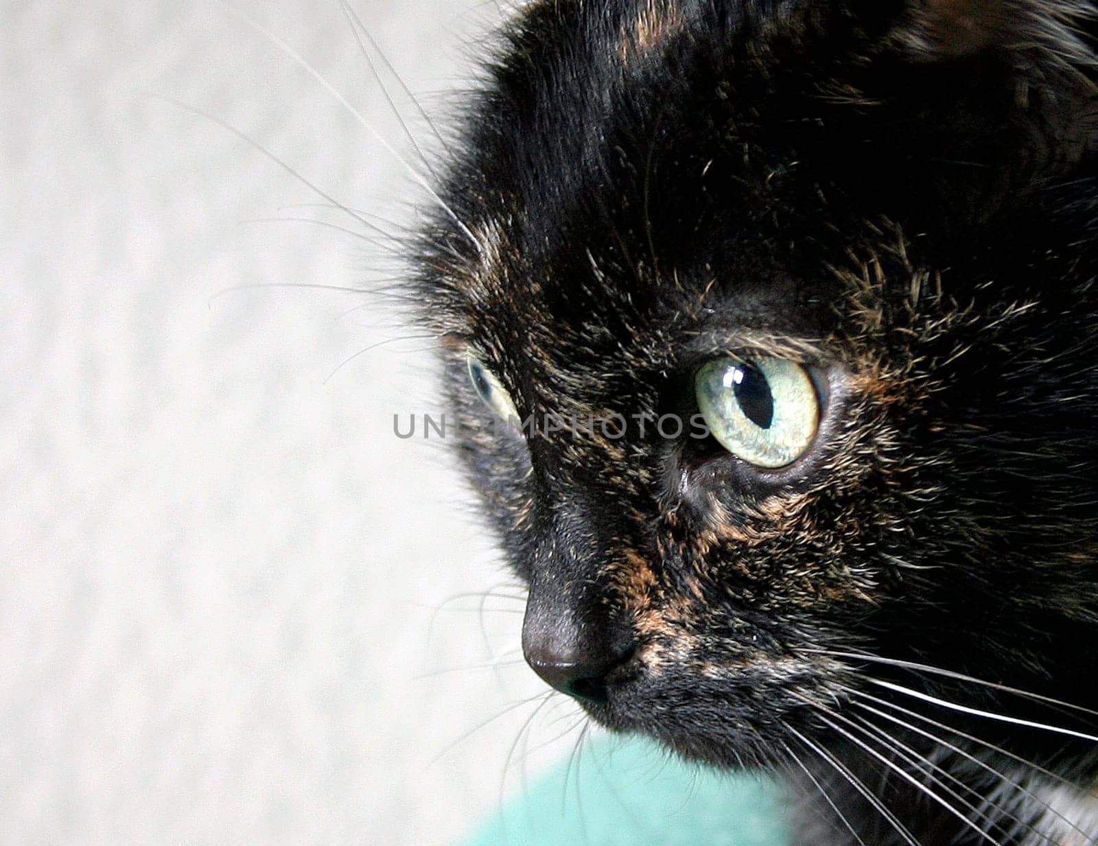 One of the few strokes of luck from my cat Babe. Since I photograph all animals without flash,the yield is usually quite sparse - especially with Babe with her dark fur. But our shoot was funny because the cam was on the tripod