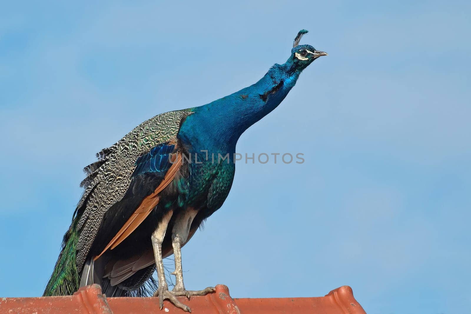 A peacock from the bird park in Biebesheim is on the lookout on the roof of the entrance area.