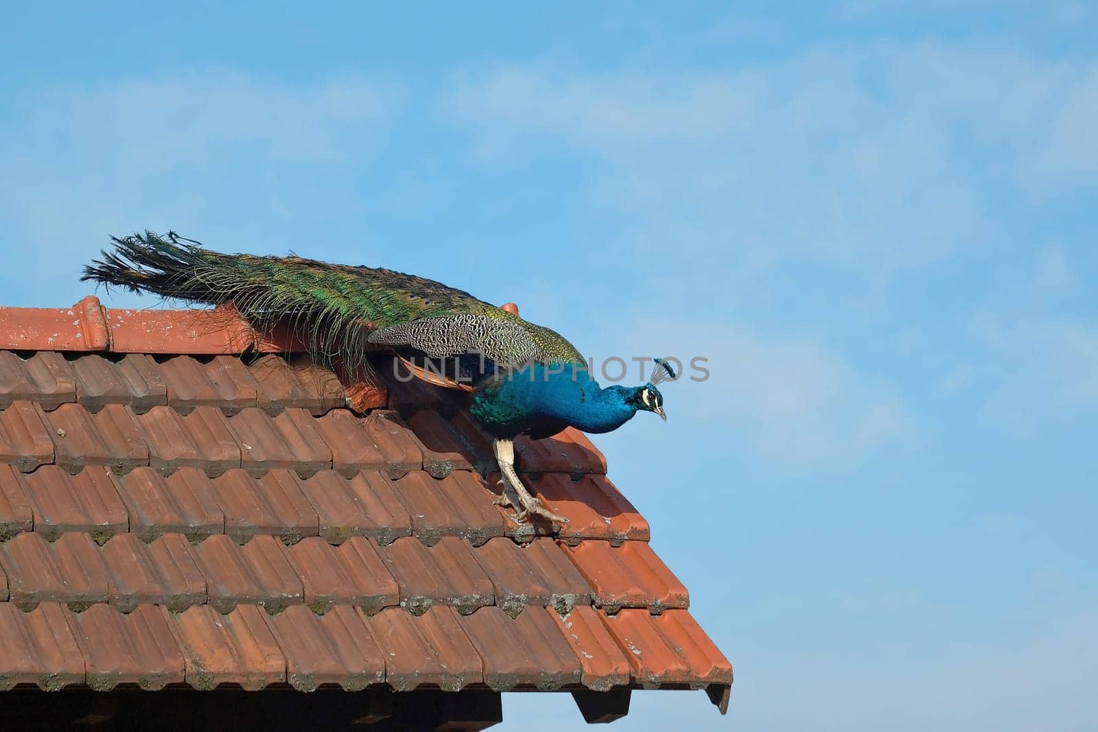 A peacock from the bird park in Biebesheim on the roof of the entrance area.