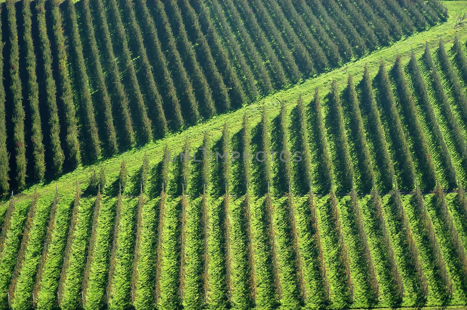 Apple orchards