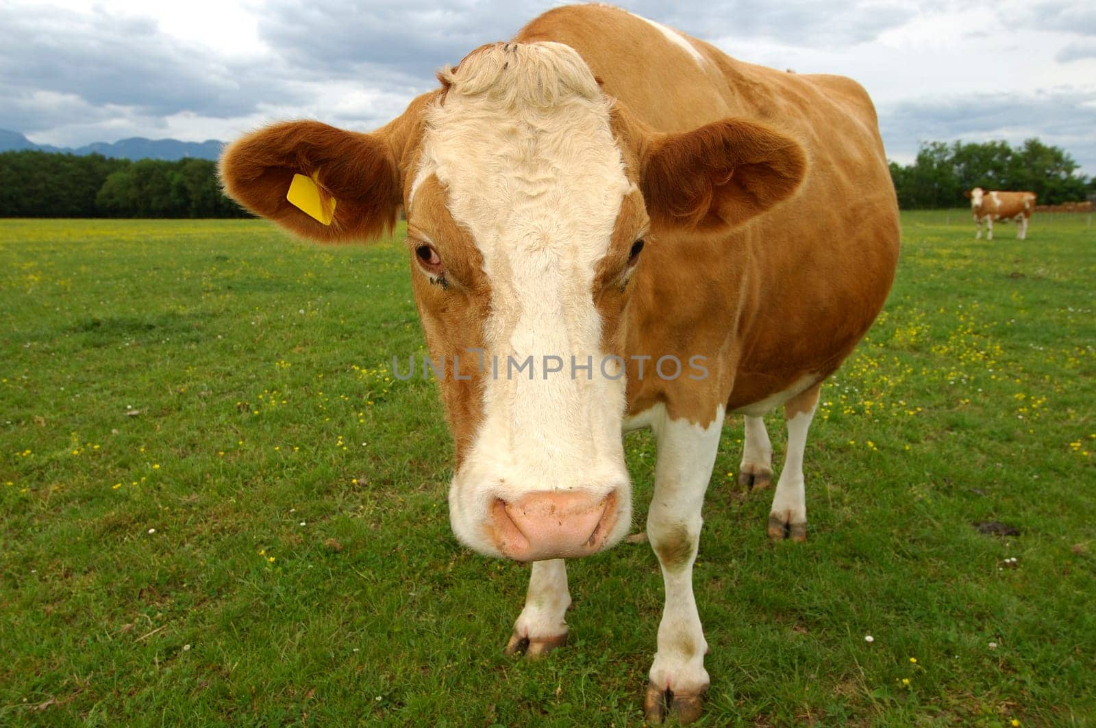 Standing hornless brown-white pregnant cow