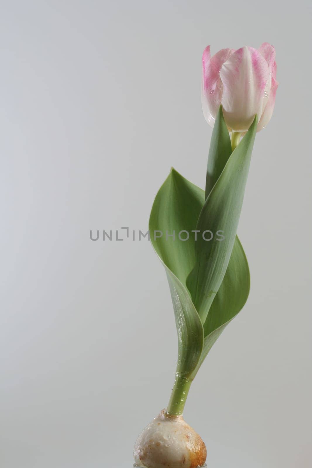 Tulip fully bloomed