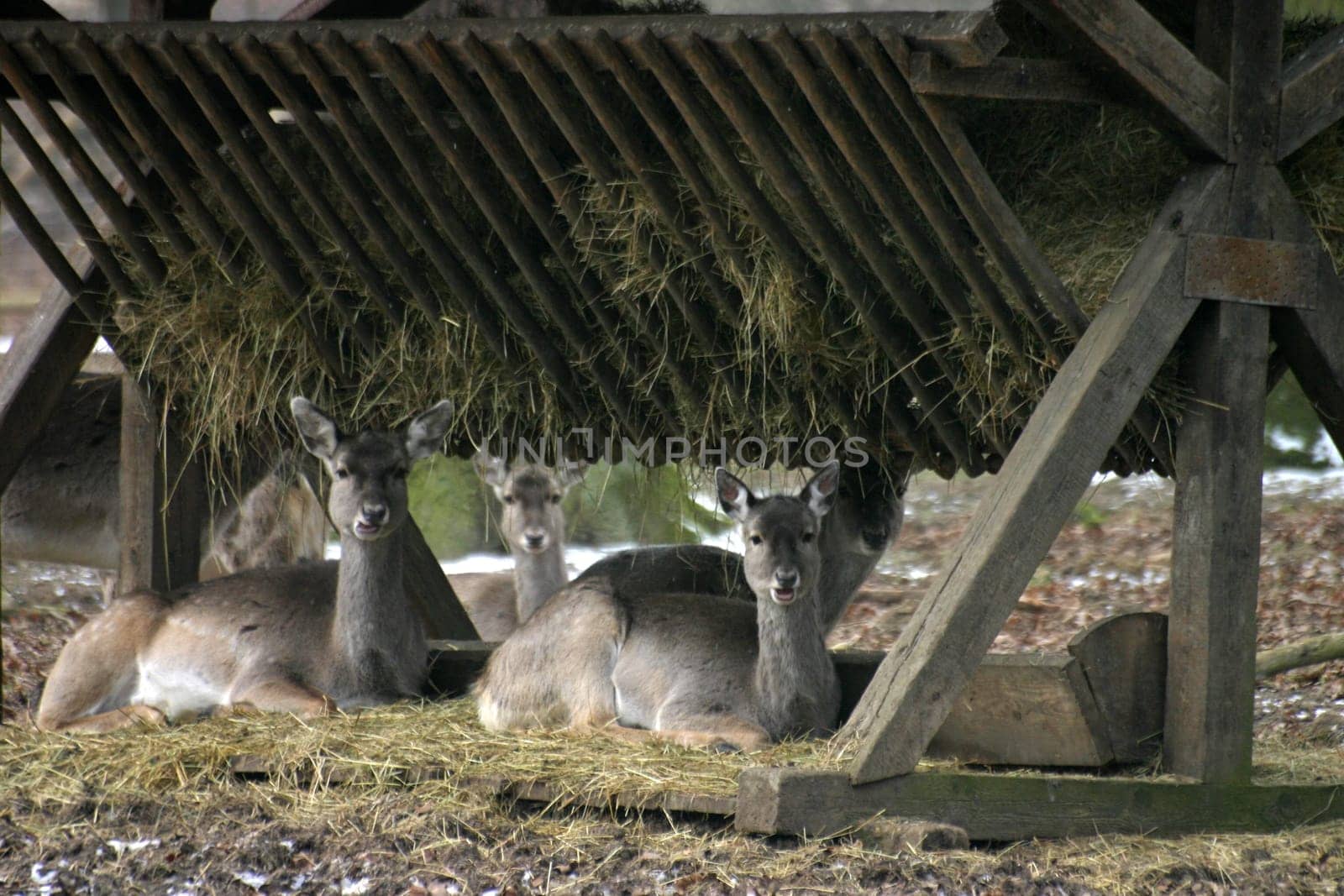 Fallow deer at a winter feeding site (in a public forest)