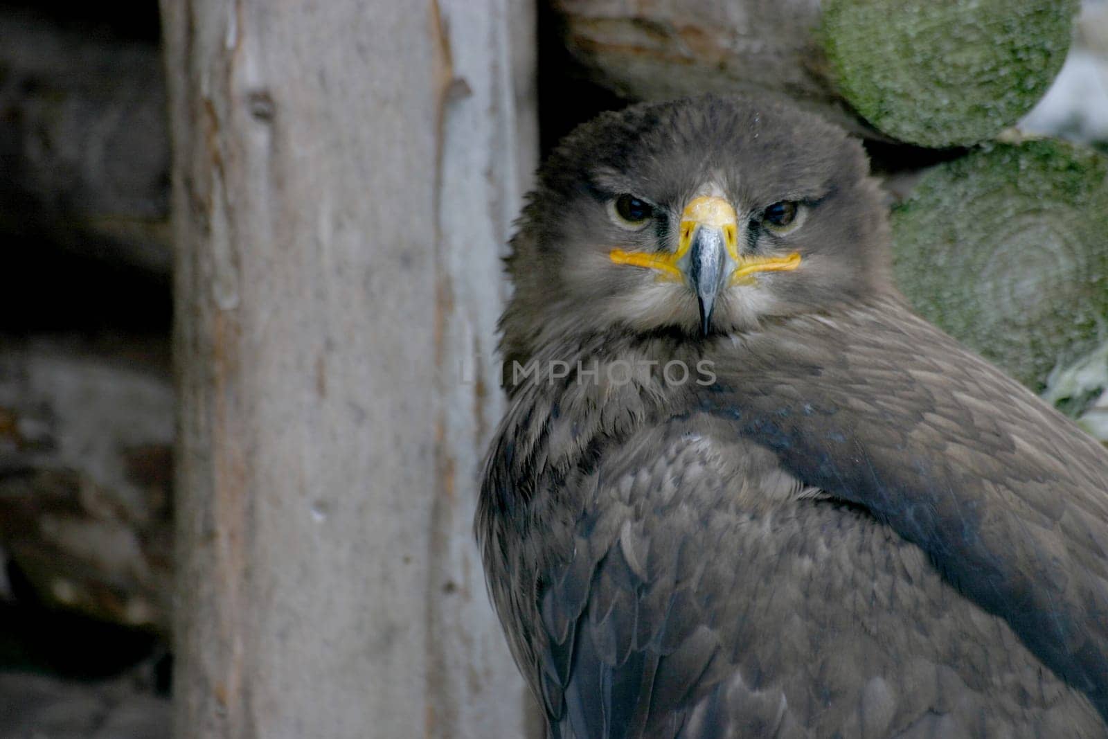 Portrait of an eagle