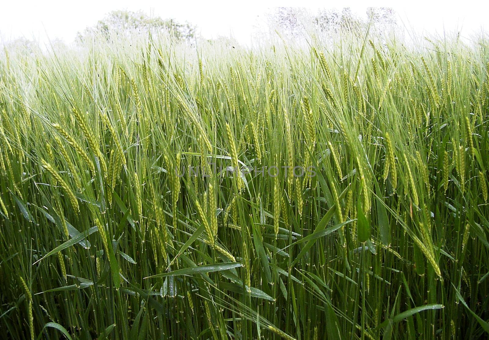 Rye