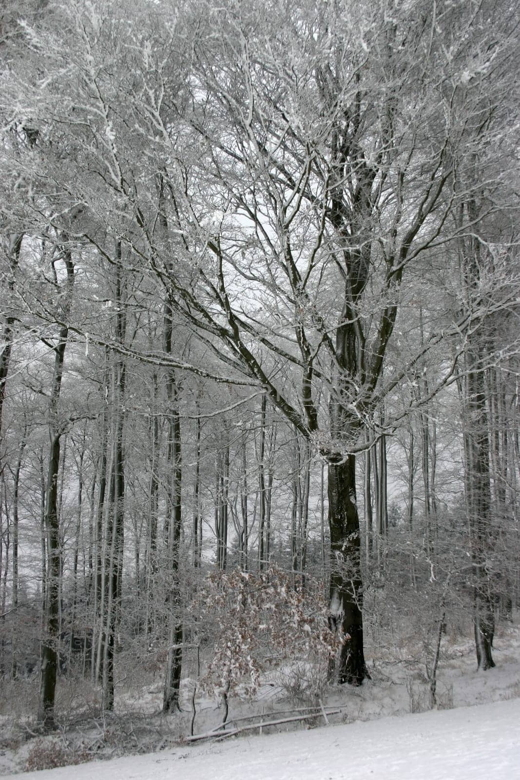 Snow-covered deciduous forest in an inclined position
