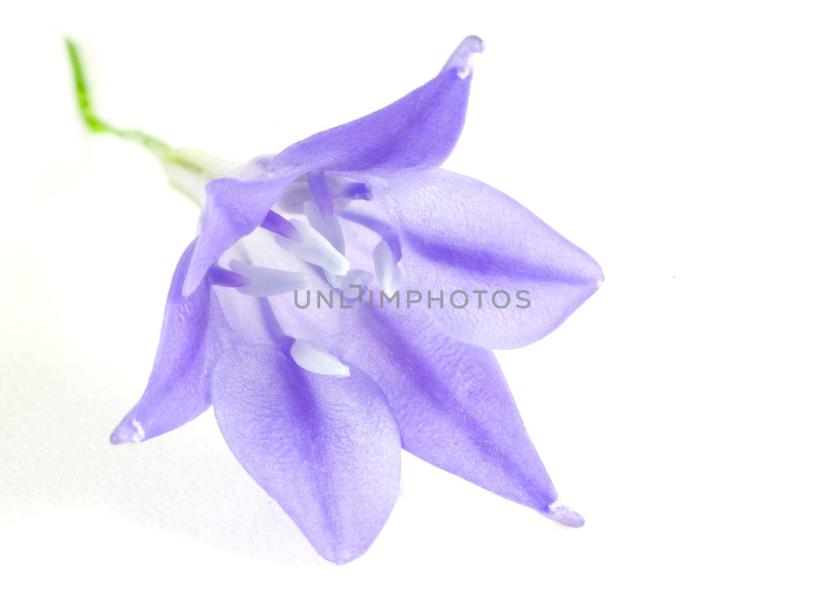 Blue-Flower