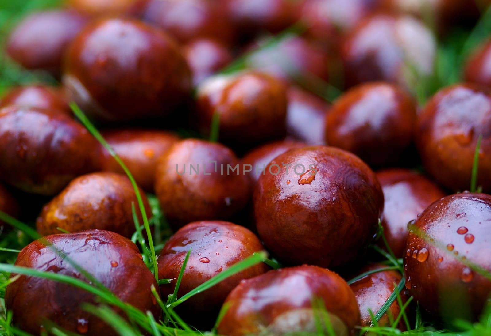 Chestnuts
