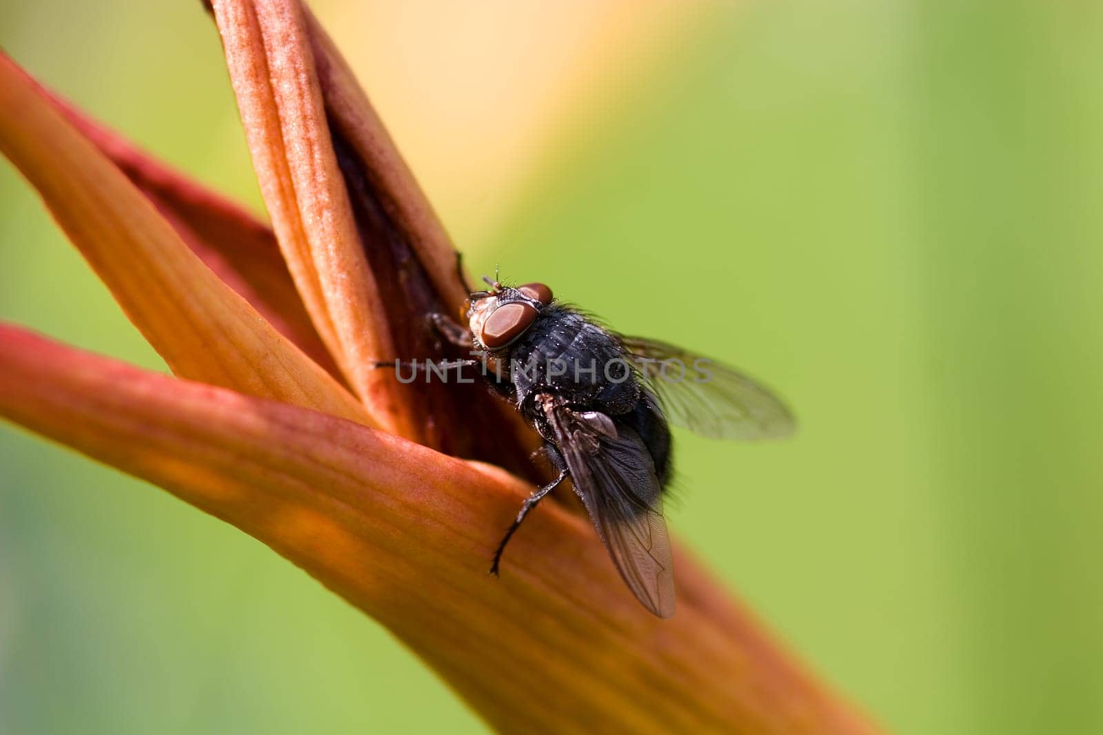 Macro Fly