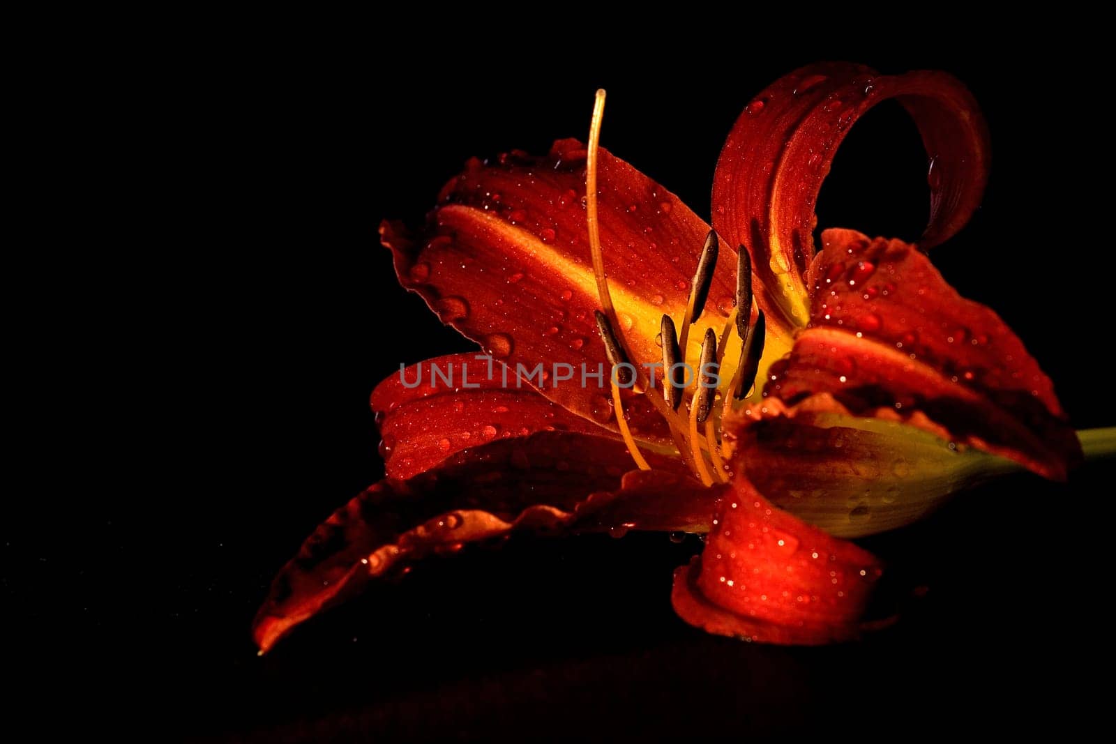 Lily