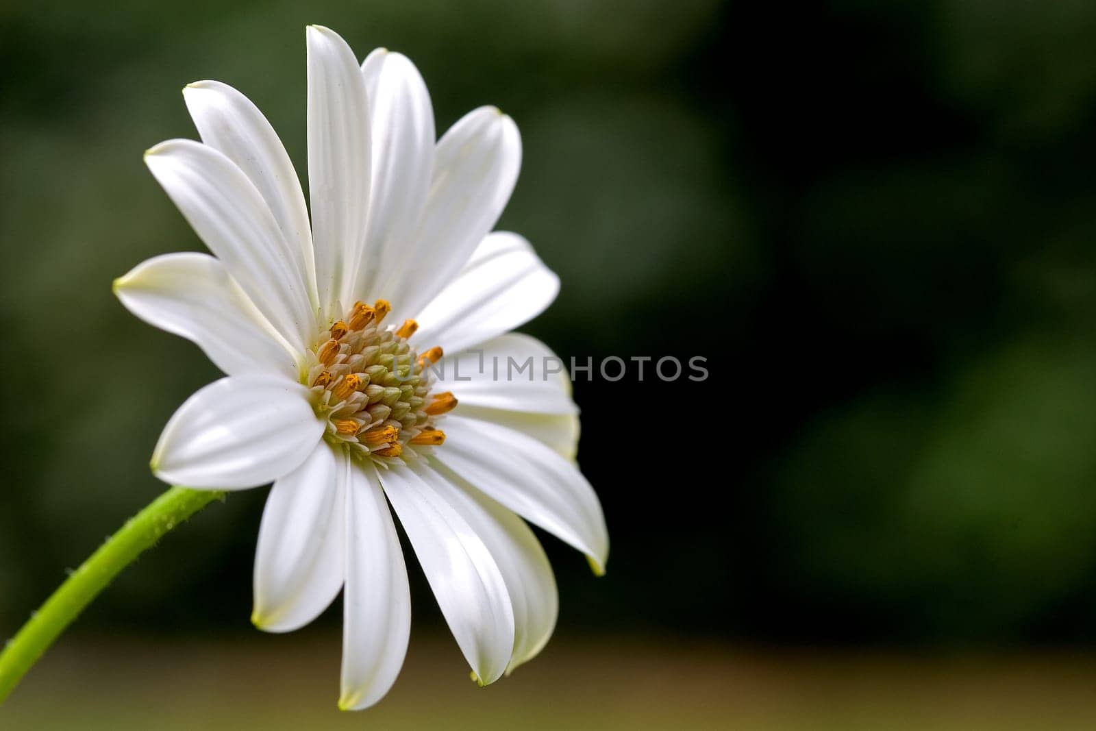 White Flower