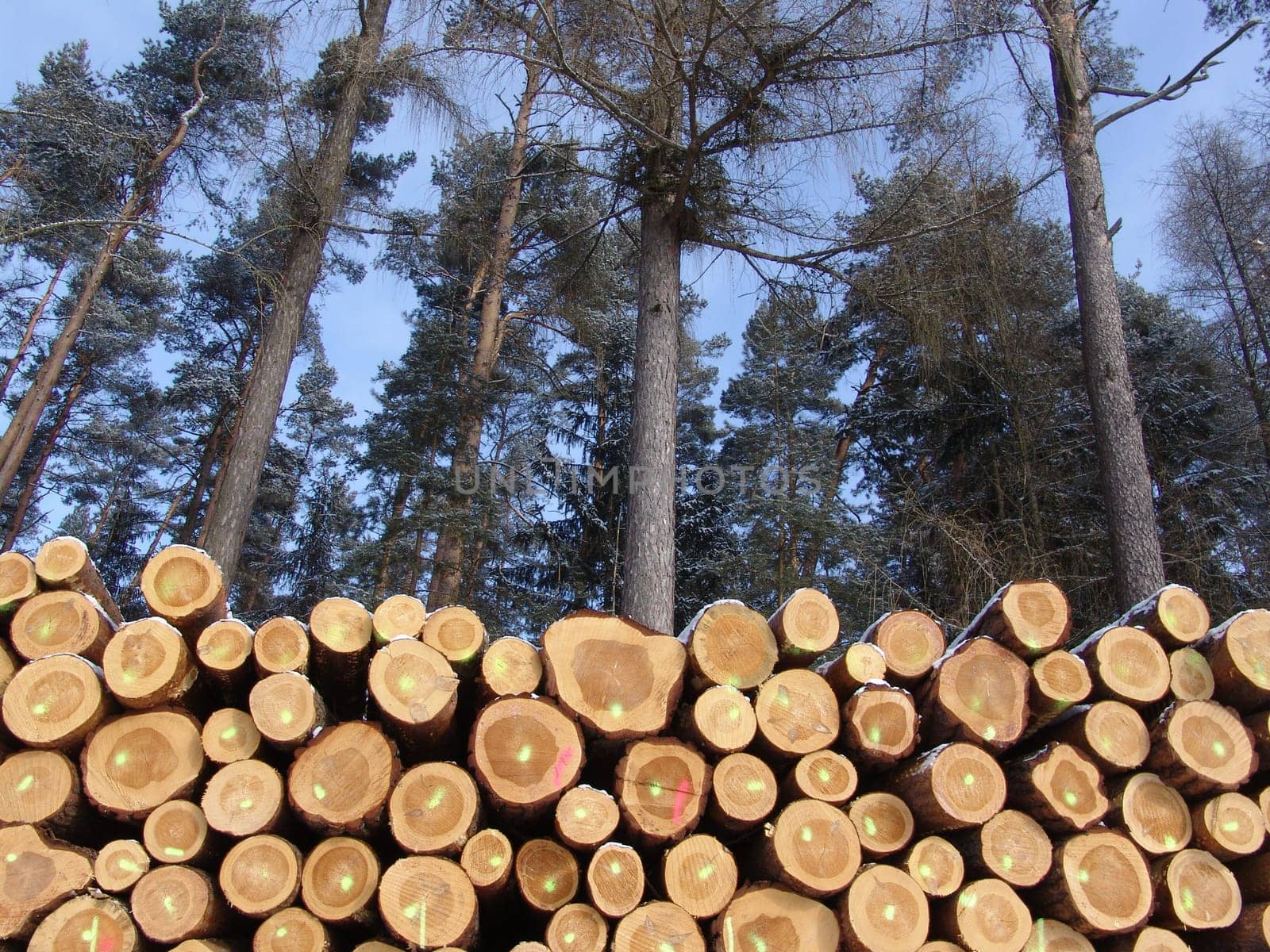 Wood