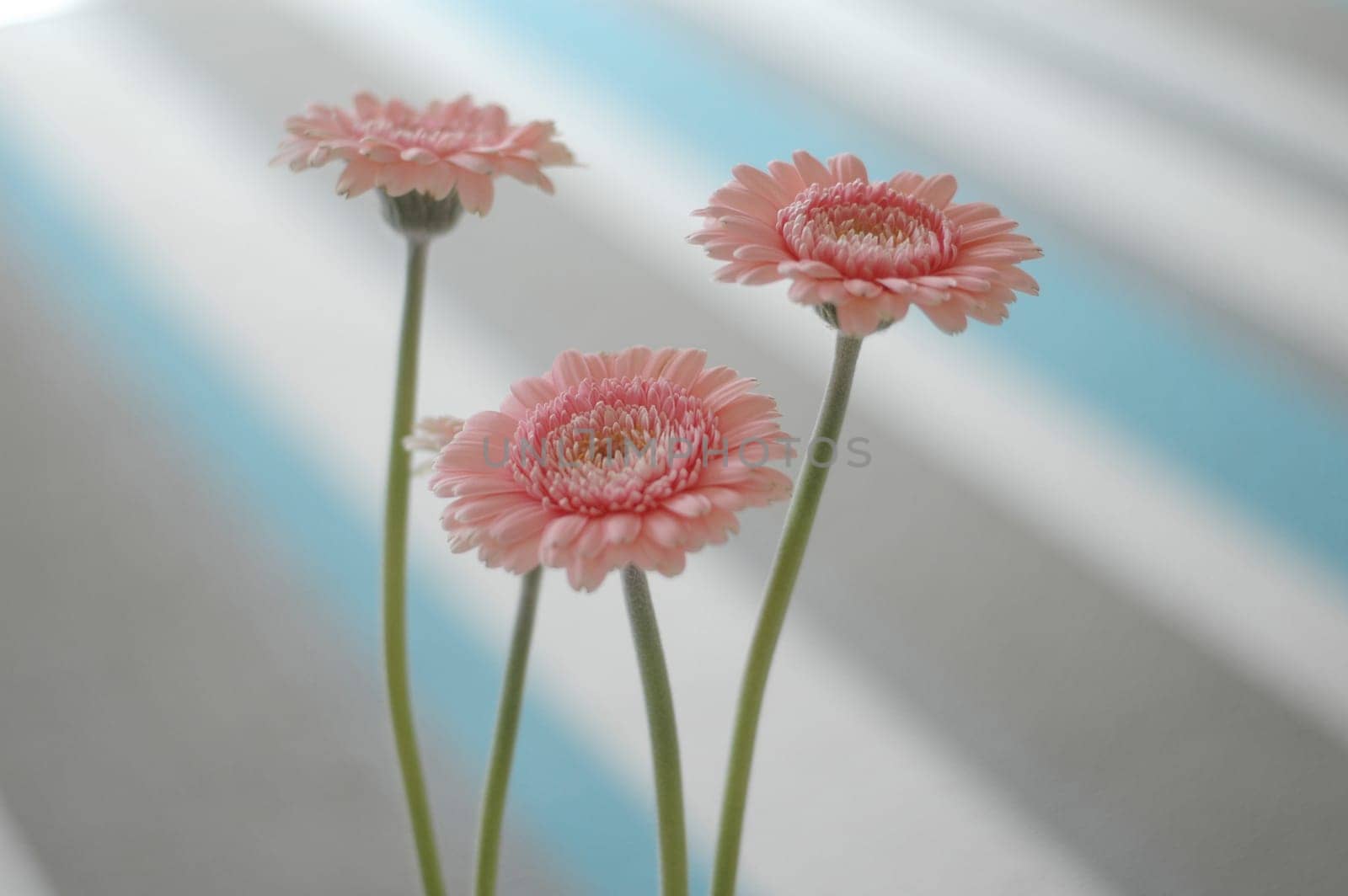 Gerberas