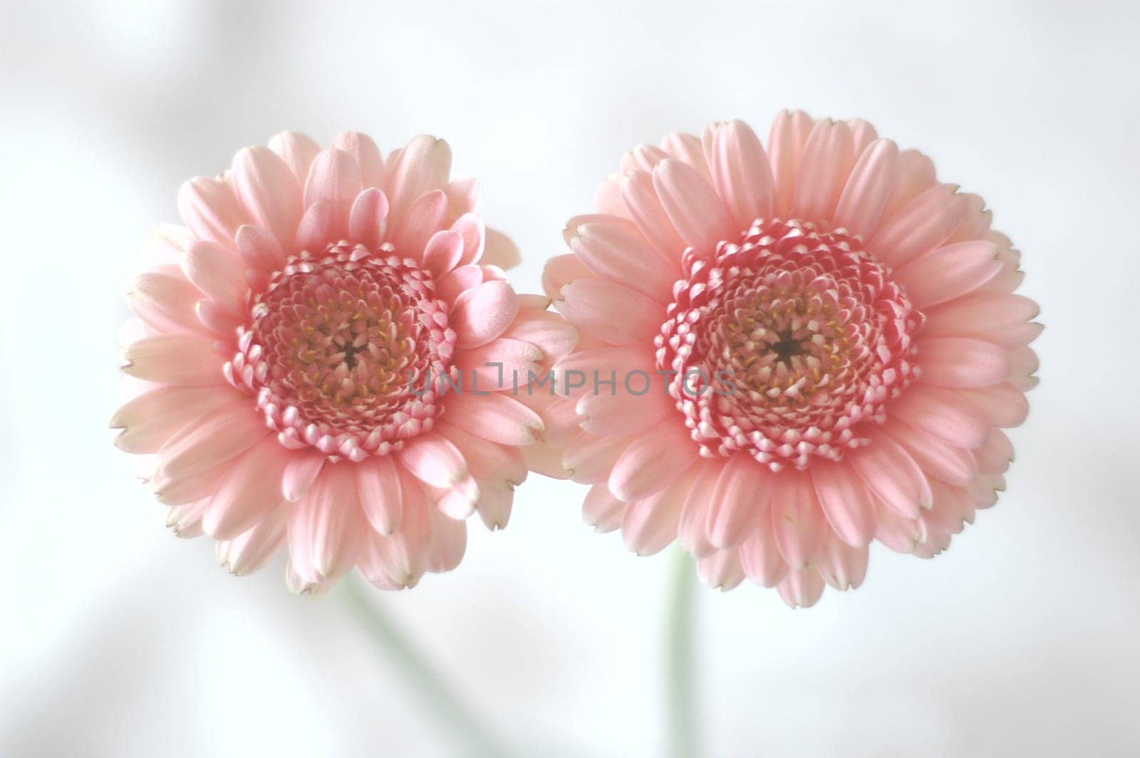 Gerbera