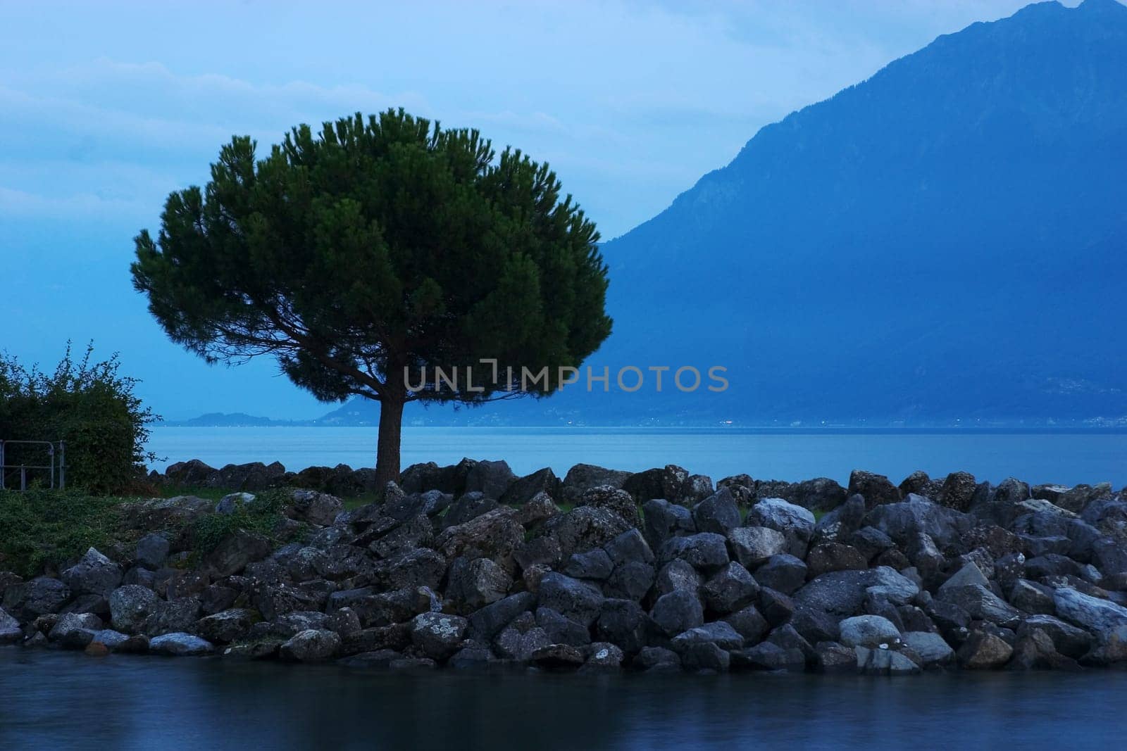 Tree on Lake Geneva 03