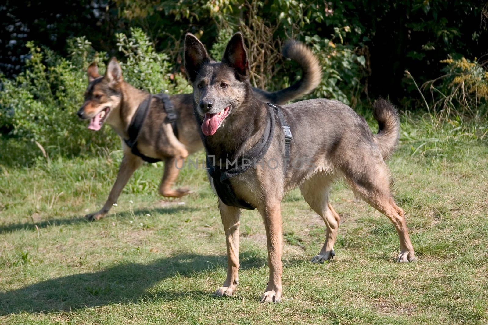 Sheep dogs