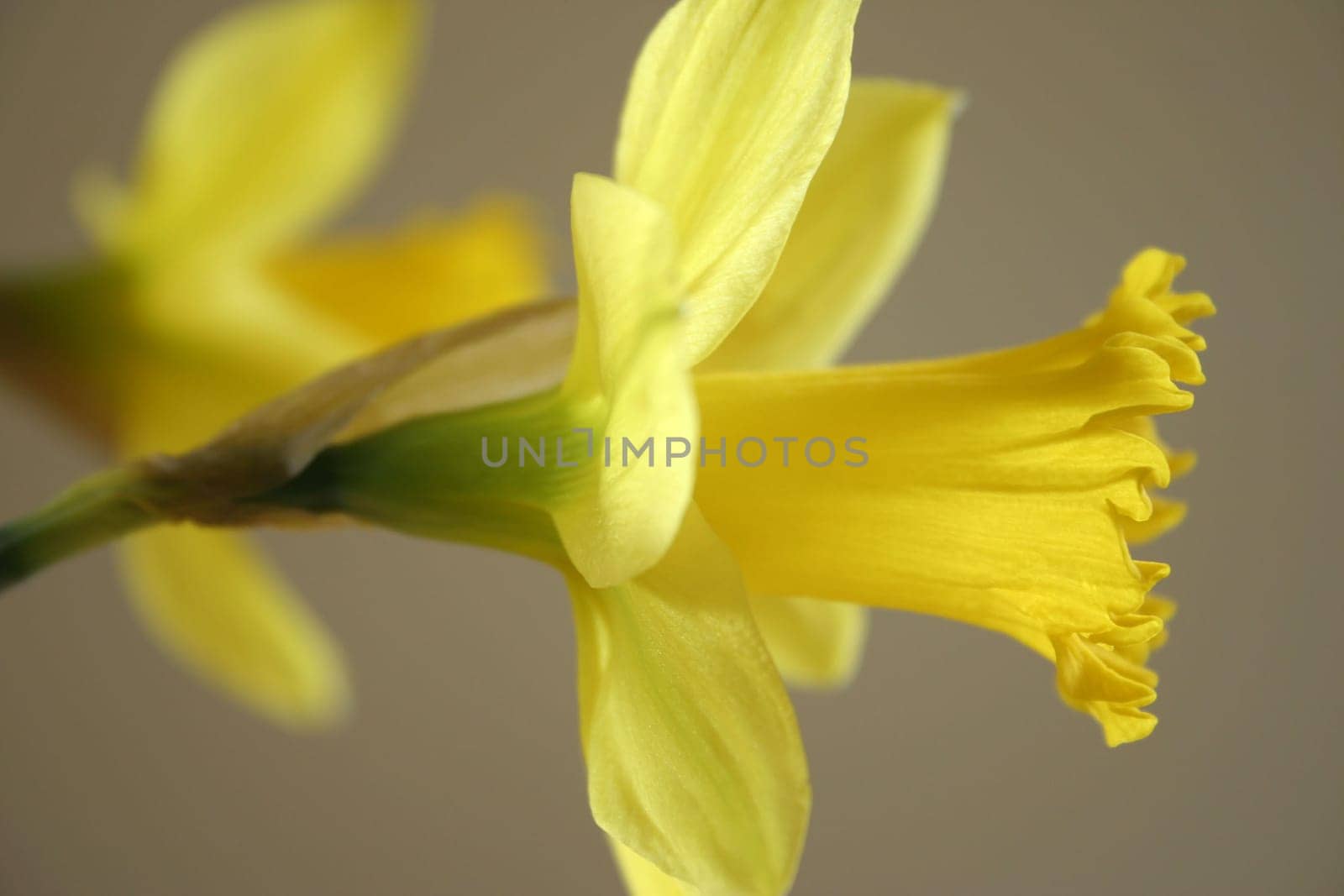 Narcissus