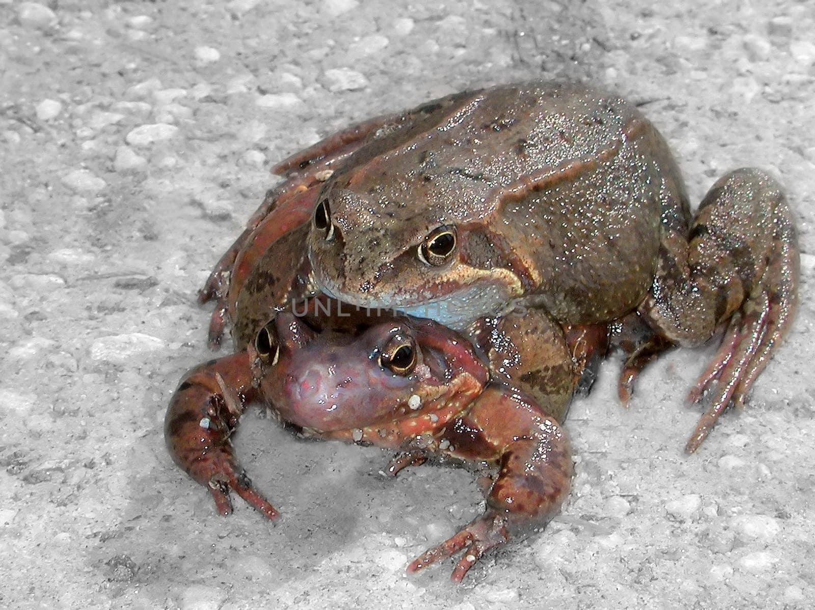Frogs at... You know what!