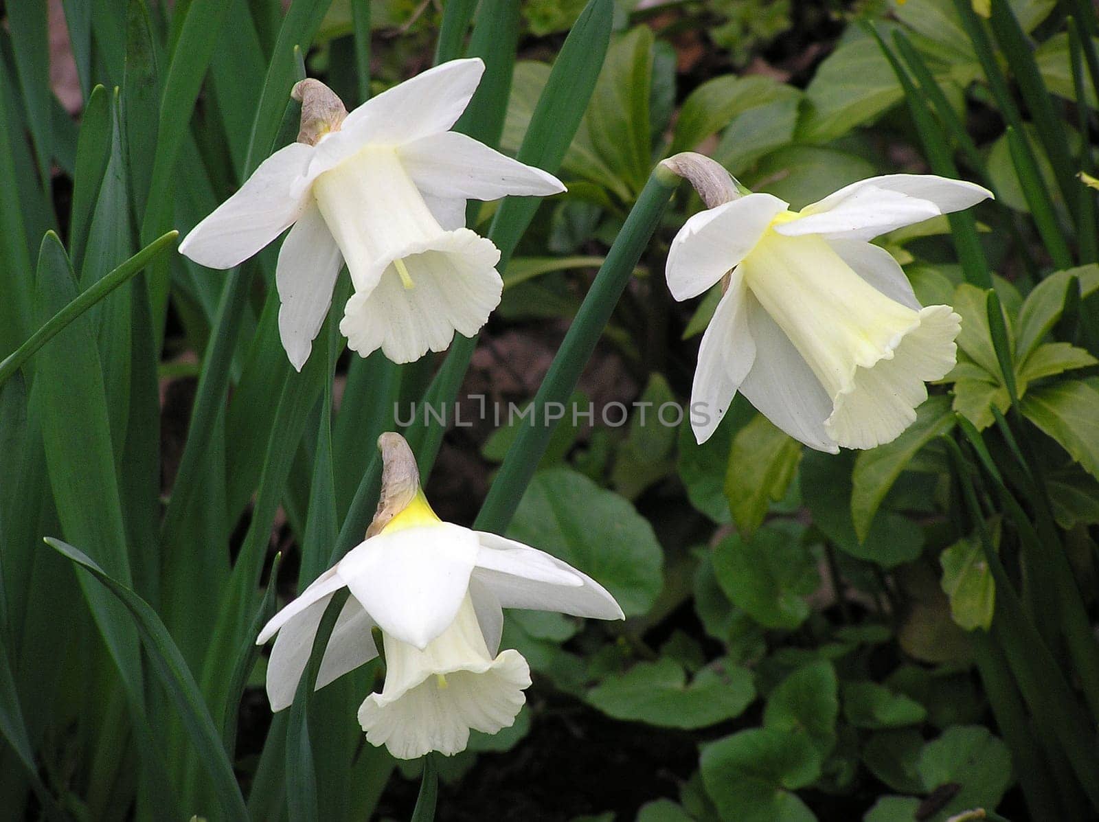 Daffodils