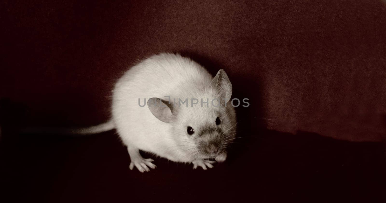 Pumpkin...