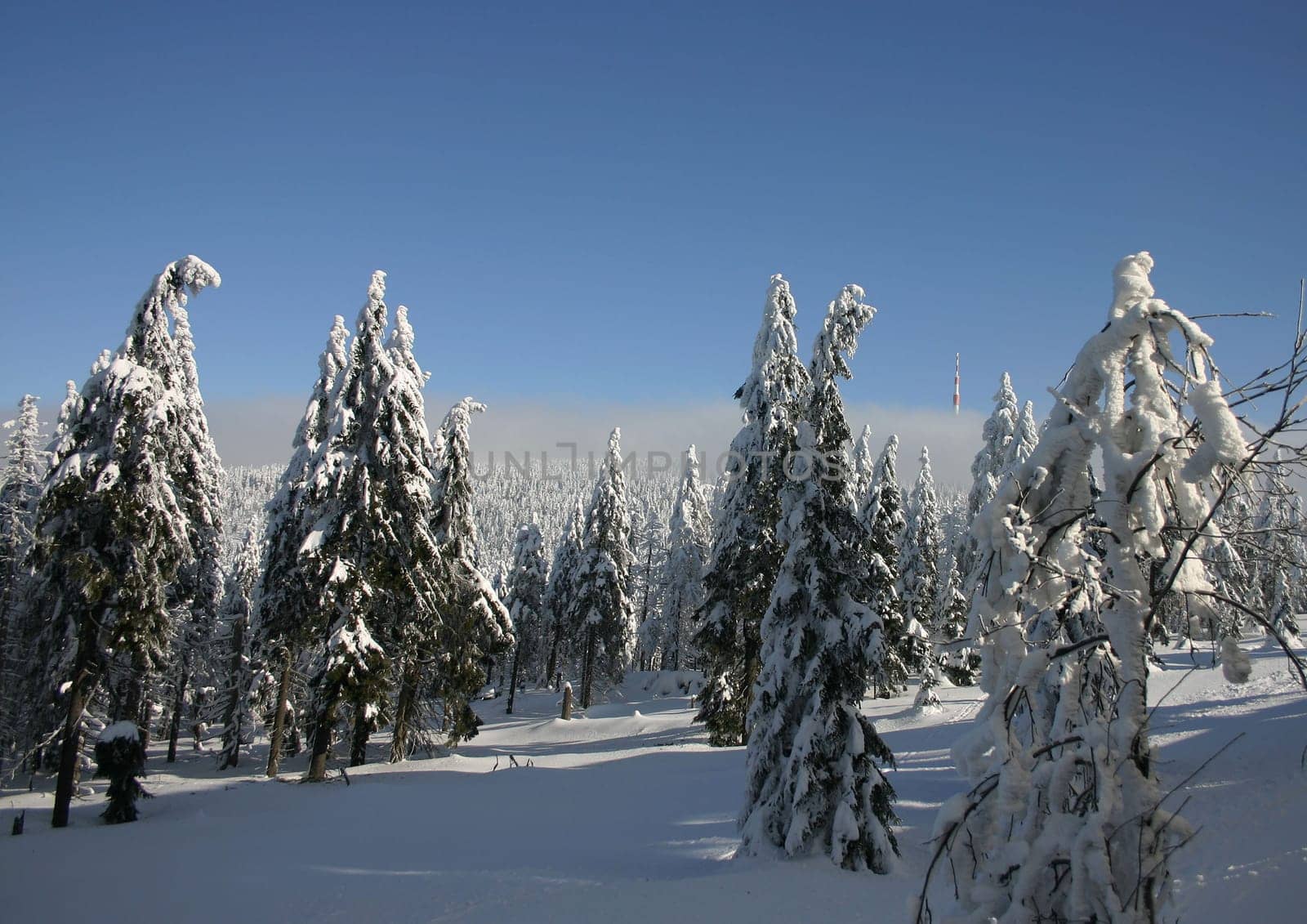 Snowy landscape