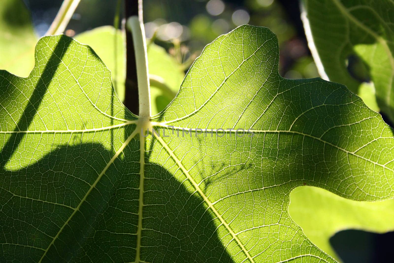 Fig leaf sun-drenched