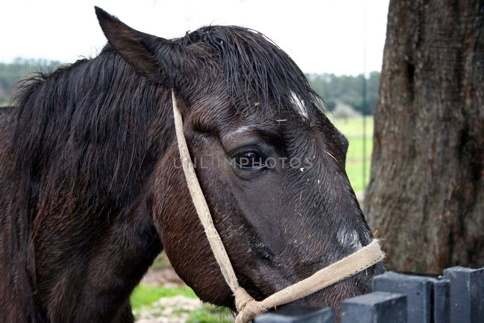 .... in a paddock