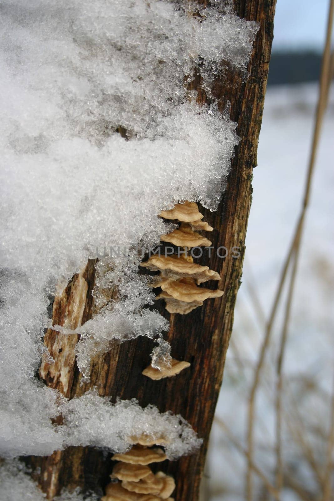 Butterfly sporlings (Trametes versicolor) in winter