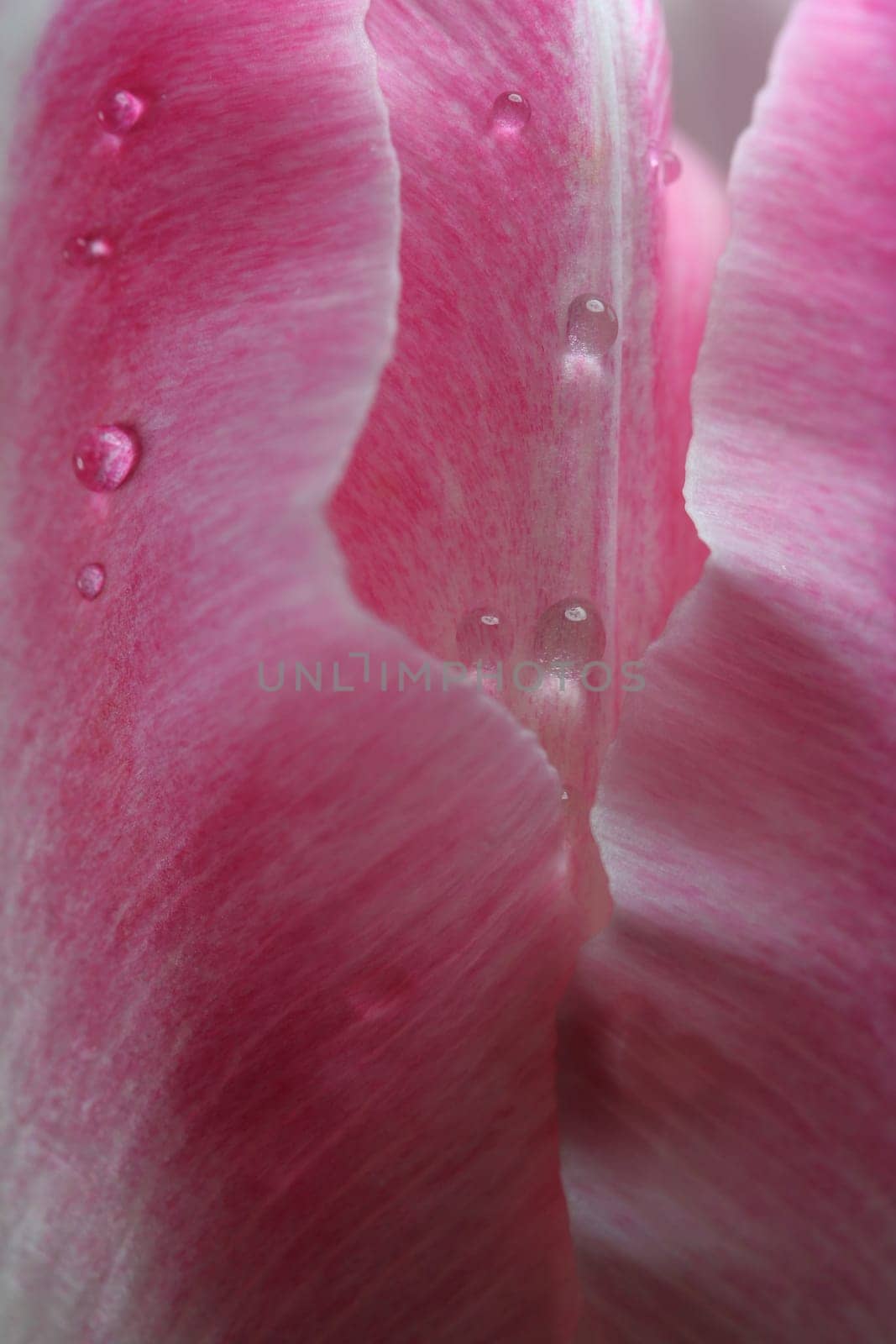 Petals of a pink tulip