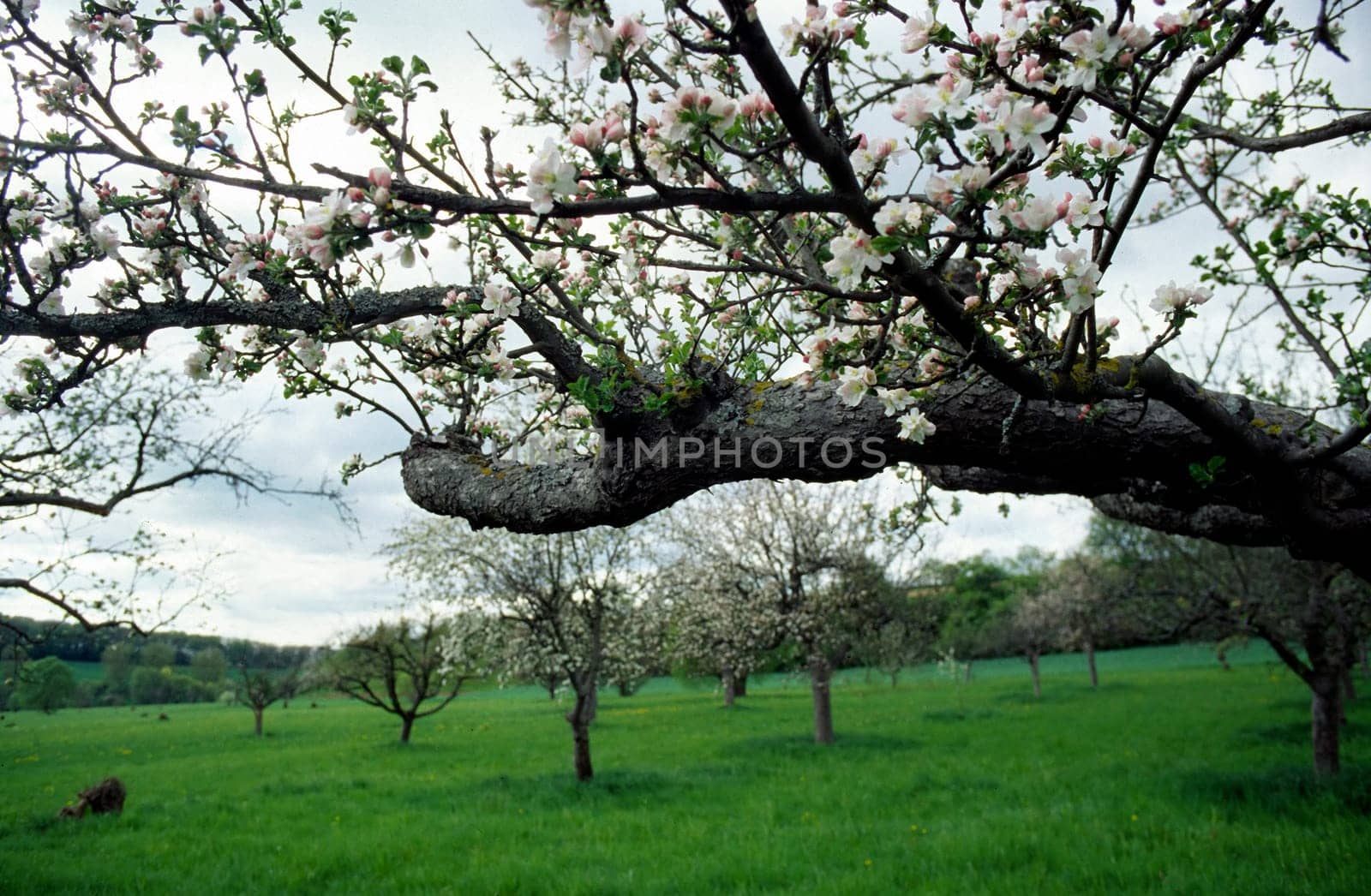 Blooming apple tree
