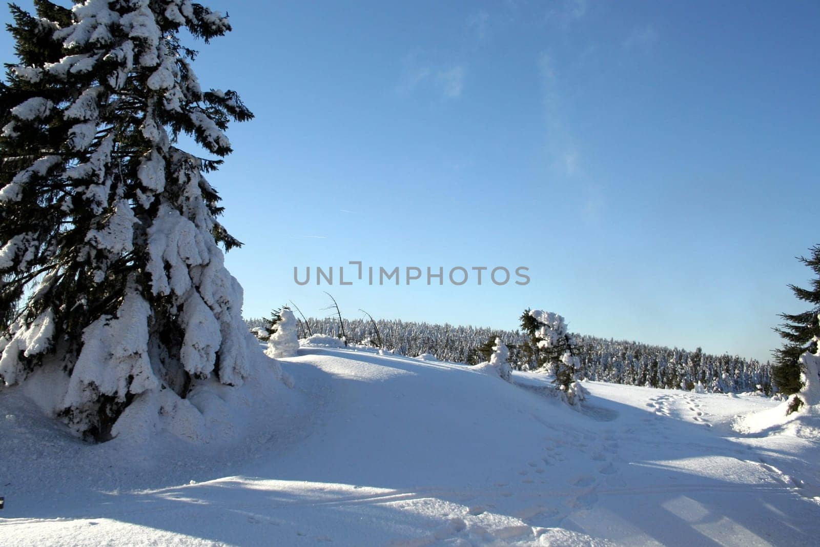 Tracks in the snow