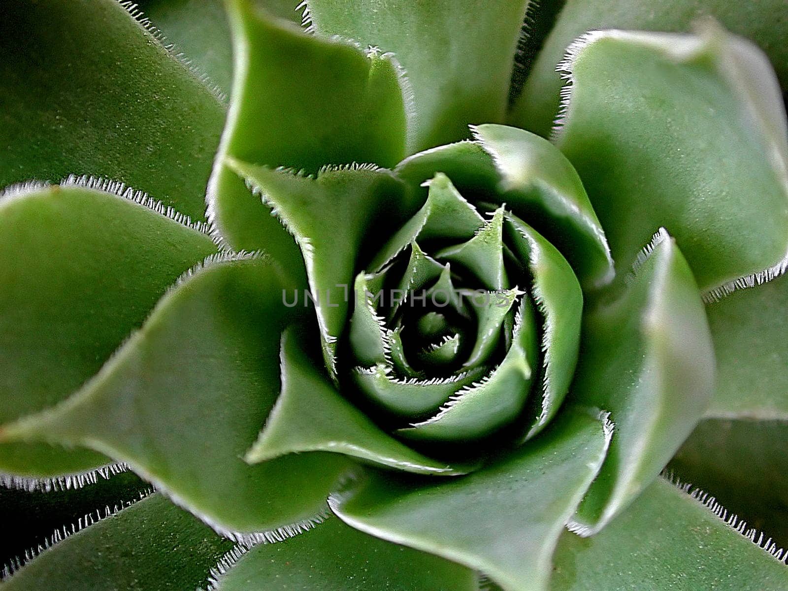 Cactus Blossom 02
