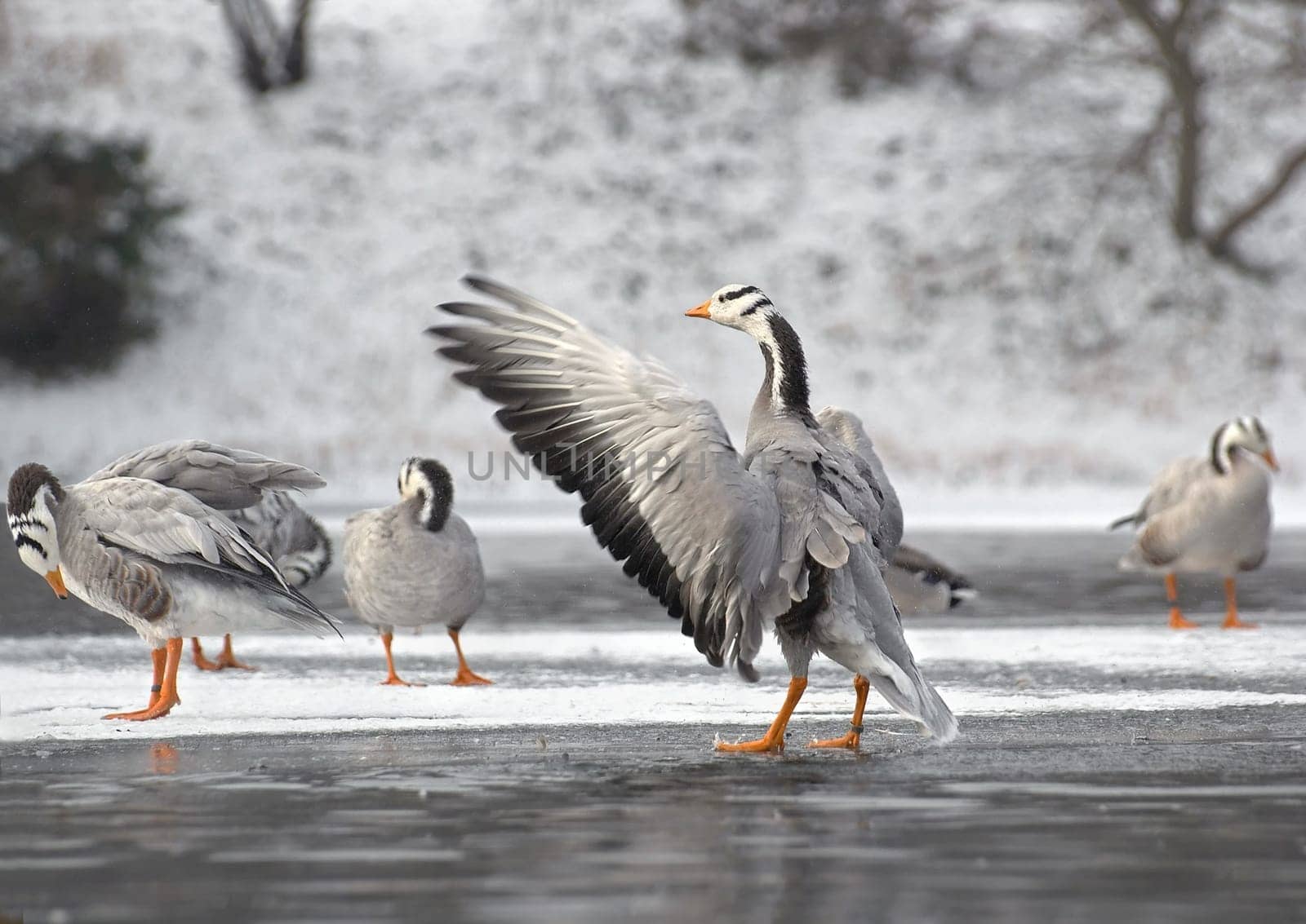 due to current events. These striped geese live in my favorite park in Mannheim (Luisenpark) and 2 days ago the first H5N1-positive duck was found in Mannheim am Rhein. I don't know what consequences this will have for the park and its birds
