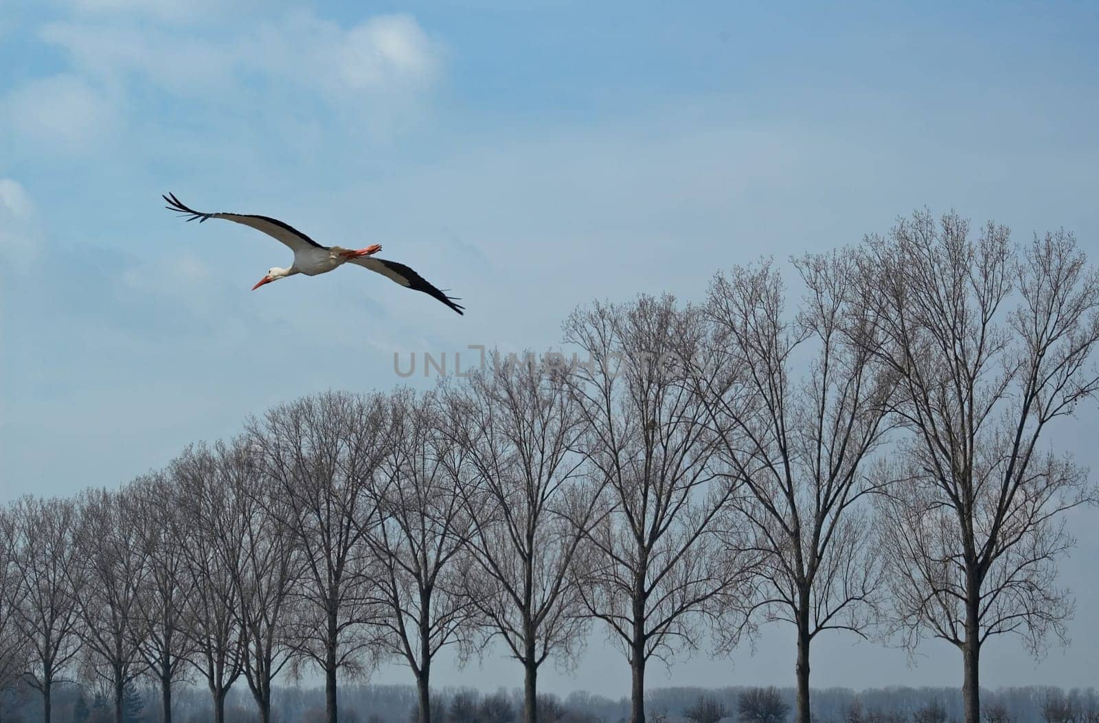 In Biebesheim am Rhein,most of the storks are already back and have already started building their nests and mating.