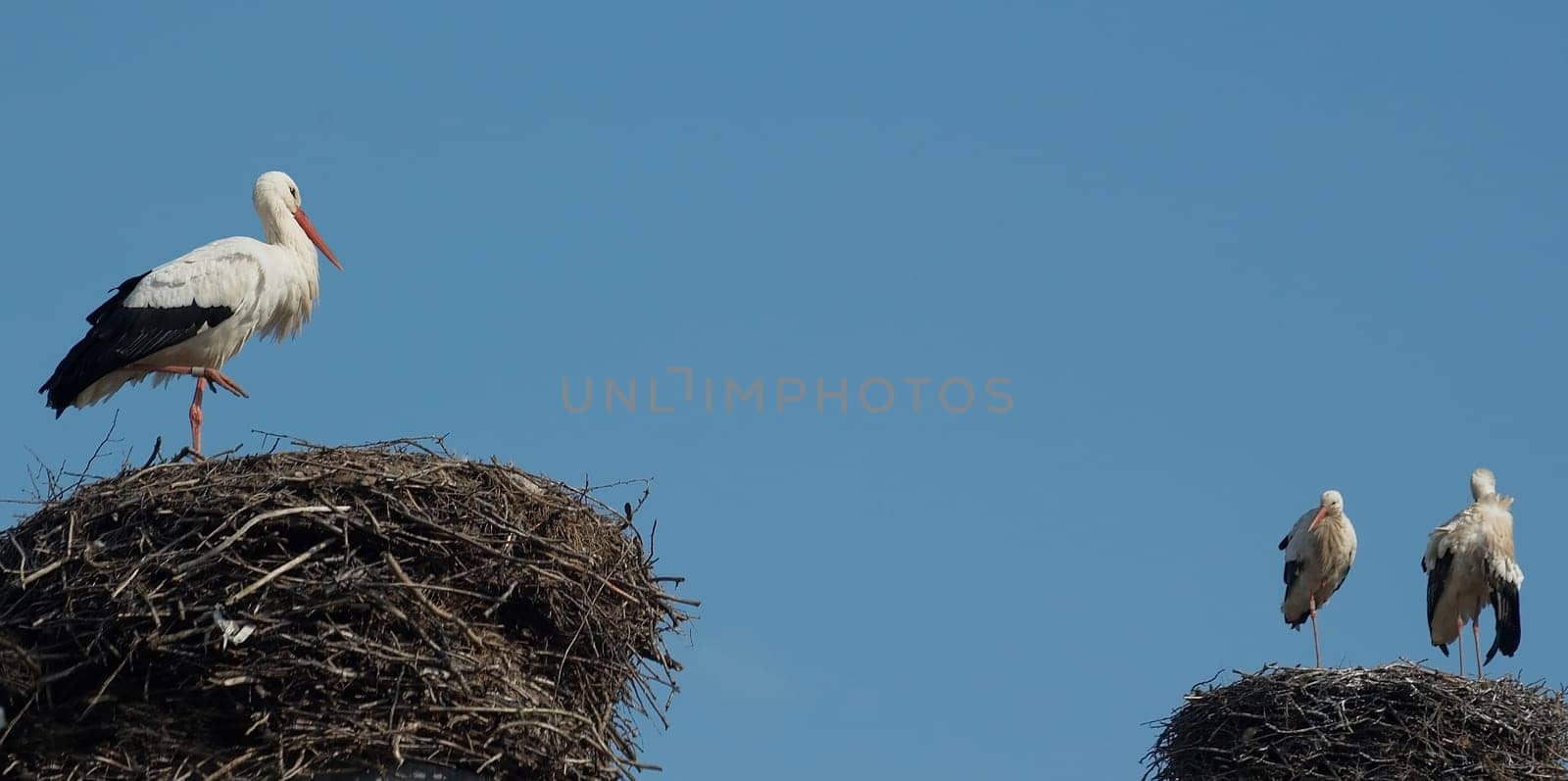 In Biebesheim am Rhein,most of the storks are already back and have already started building their nests and mating.