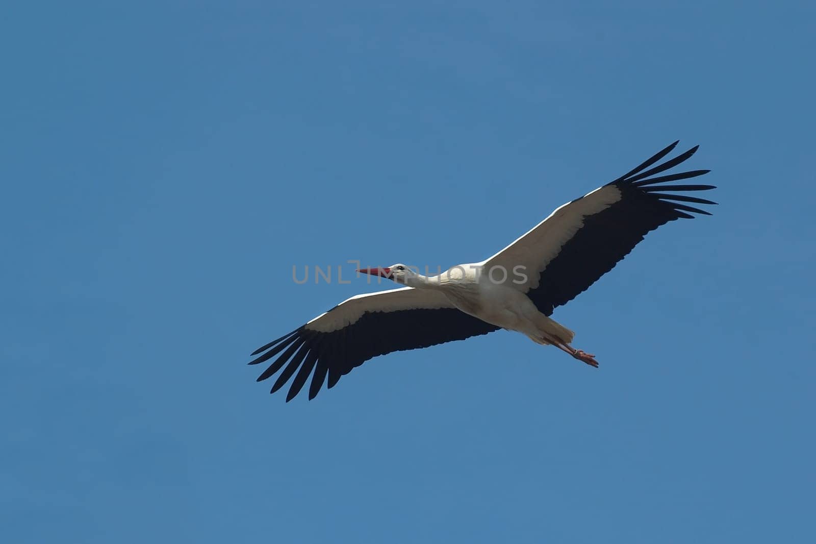 Stork in flight