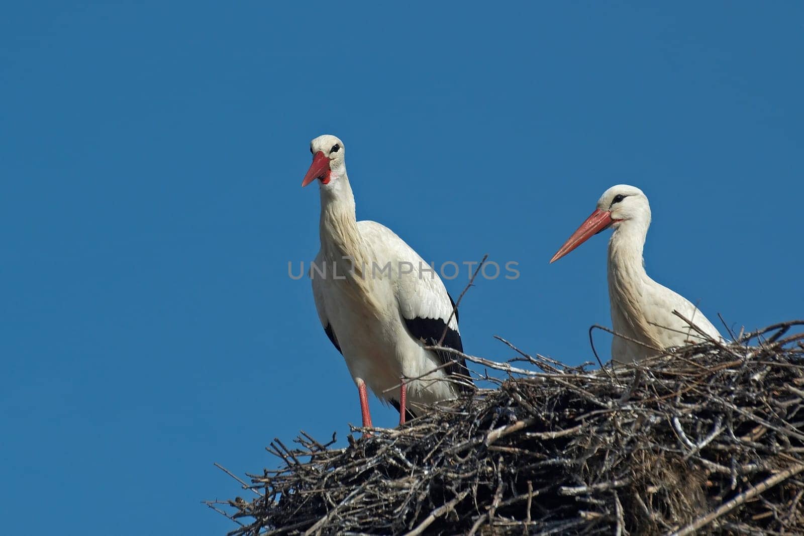 In Biebesheim am Rhein,most of the storks are already back and have already started building their nests and mating.