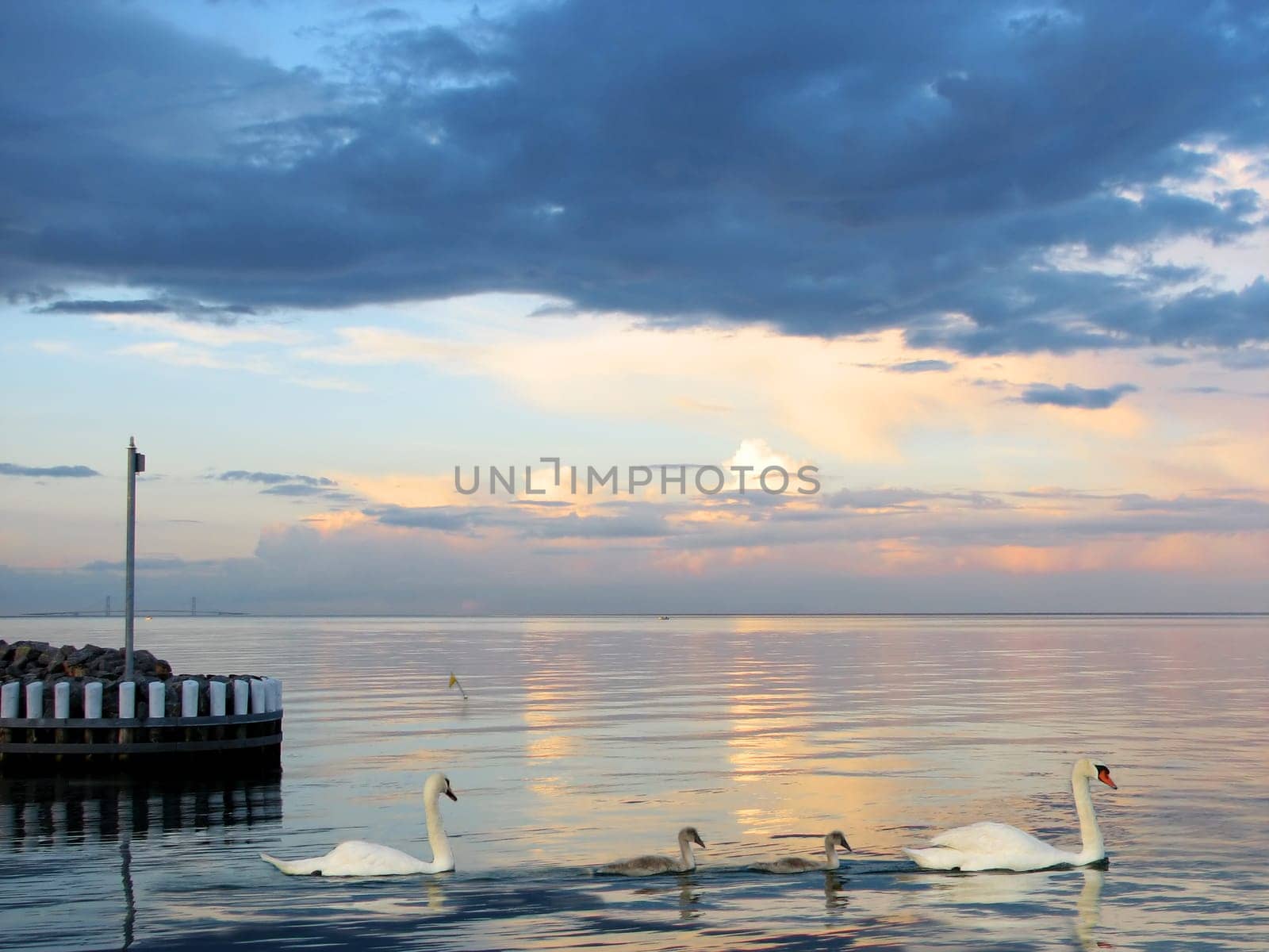 The swan family swims majestically from the harbour of Lundeborg/Funen. Always a pleasure,hopefully we don't lose too many of these beautiful animals. (Photomontage)
