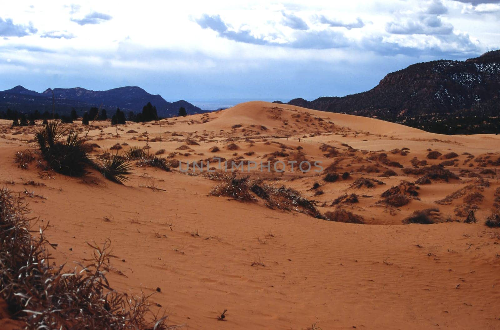 Coral Pink Sand Dunes Utah USA