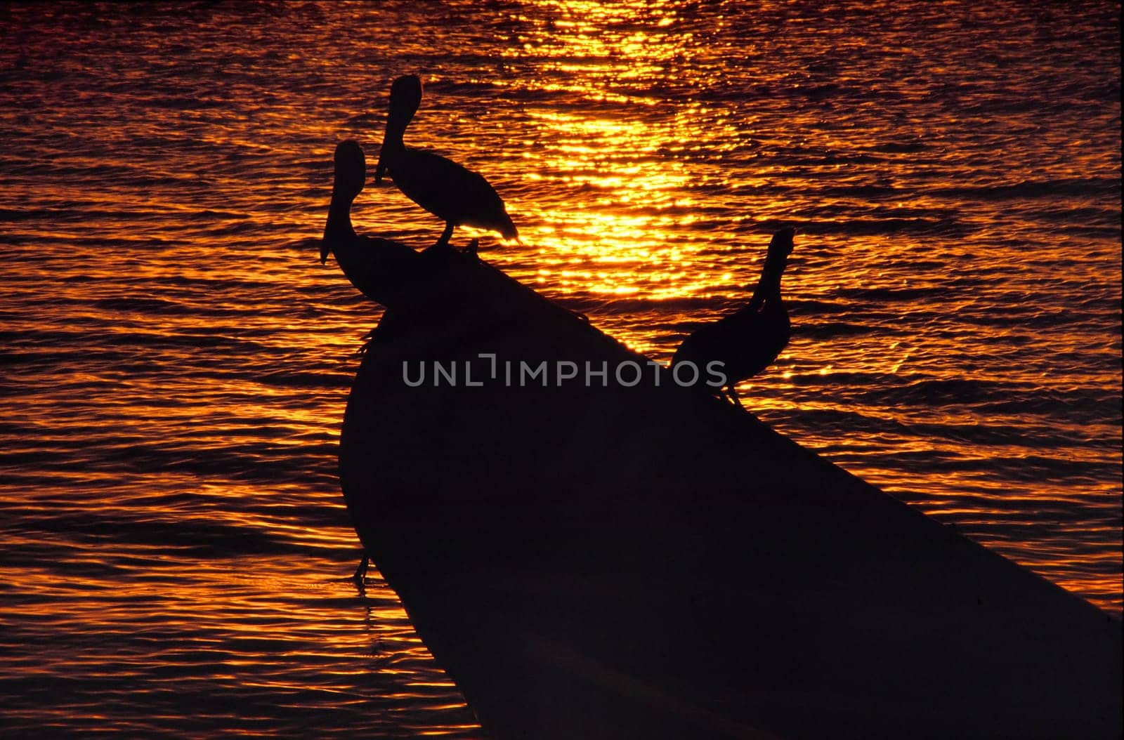 These pelicans had "quartered"" themselves on a fishing boat and were on the lookout for a delicious supper. Taken in the Los Roques archipelago in Venzuela (200mm,Kodakchrome)"