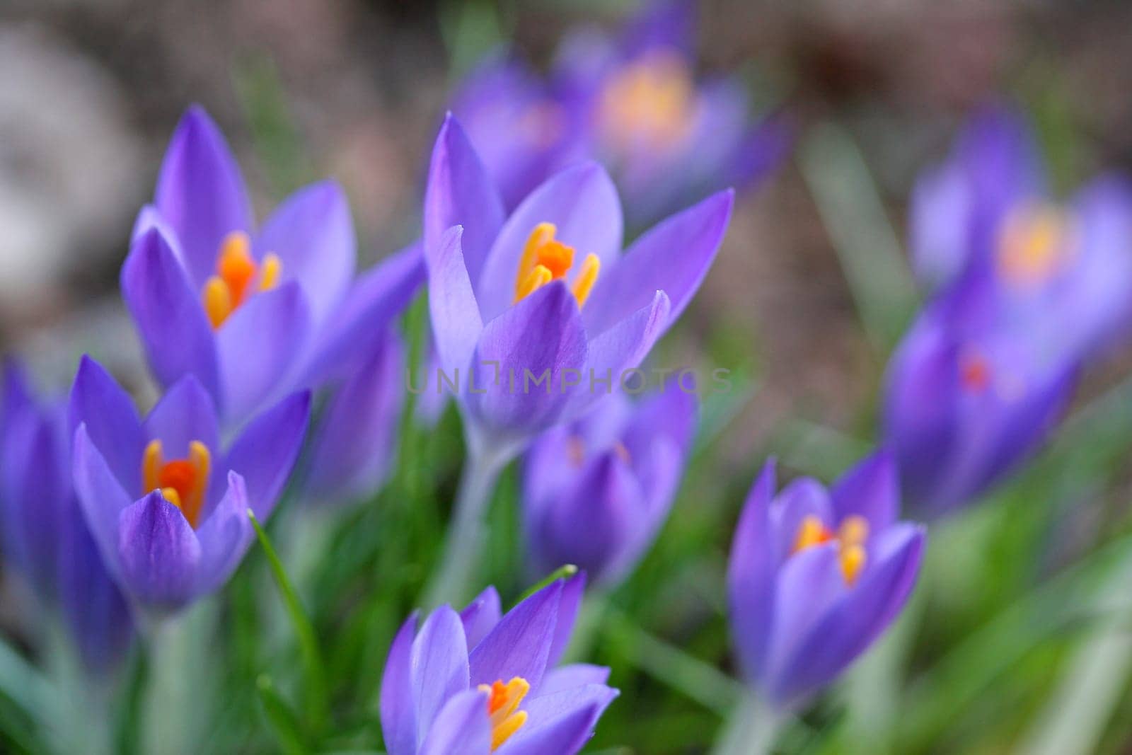 Spring fever