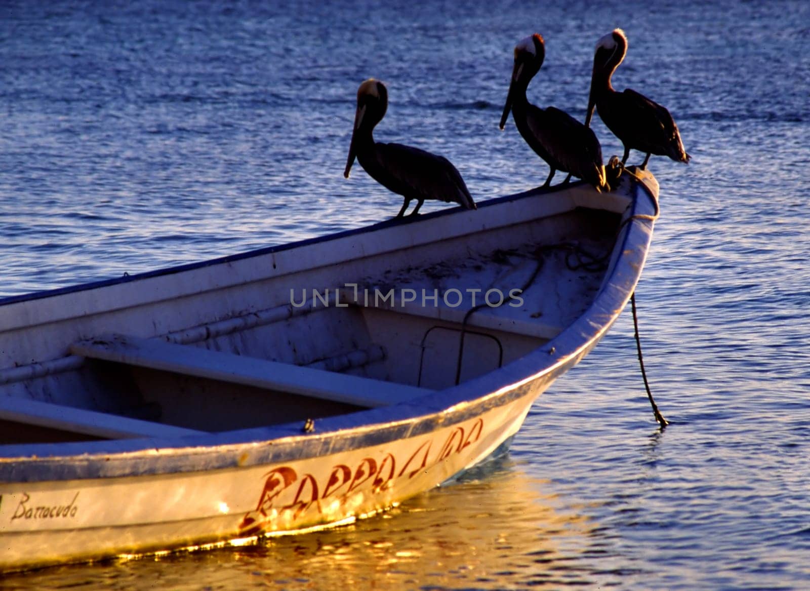 Pelicans in search of food