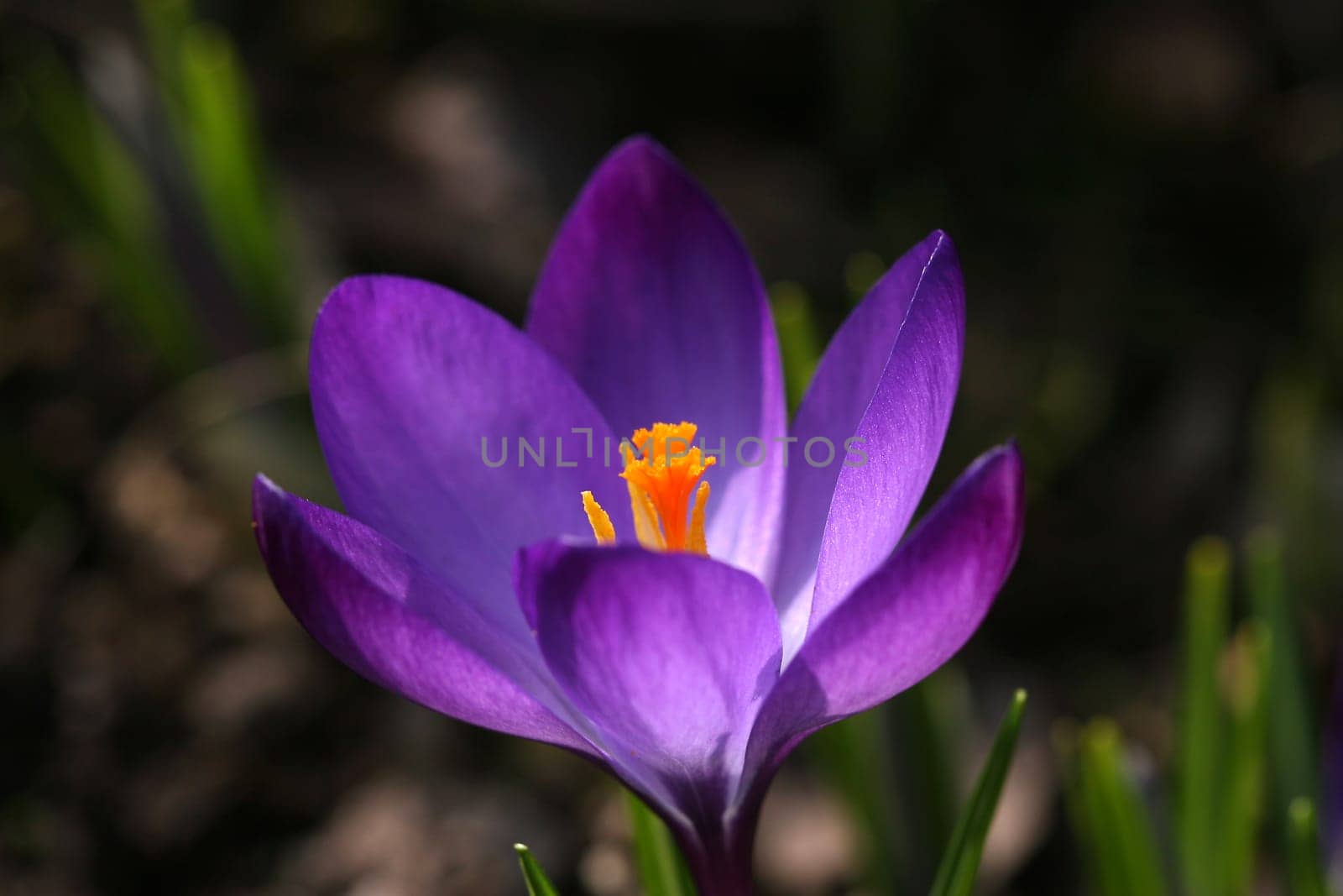 for the purpose of the snow masses a spring photo from 2005