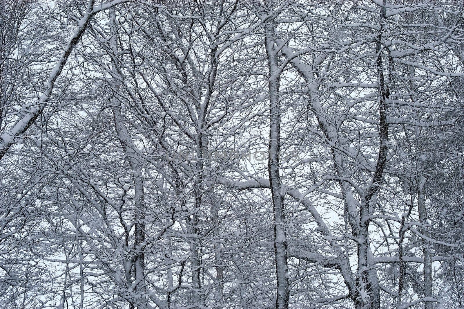 Frozen on