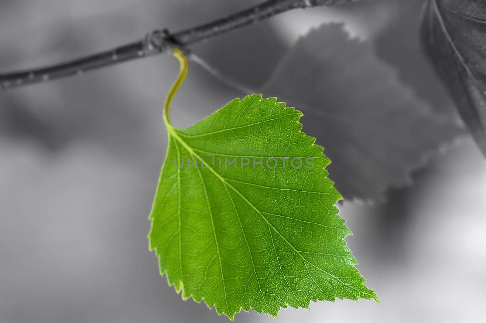 Birch leaf