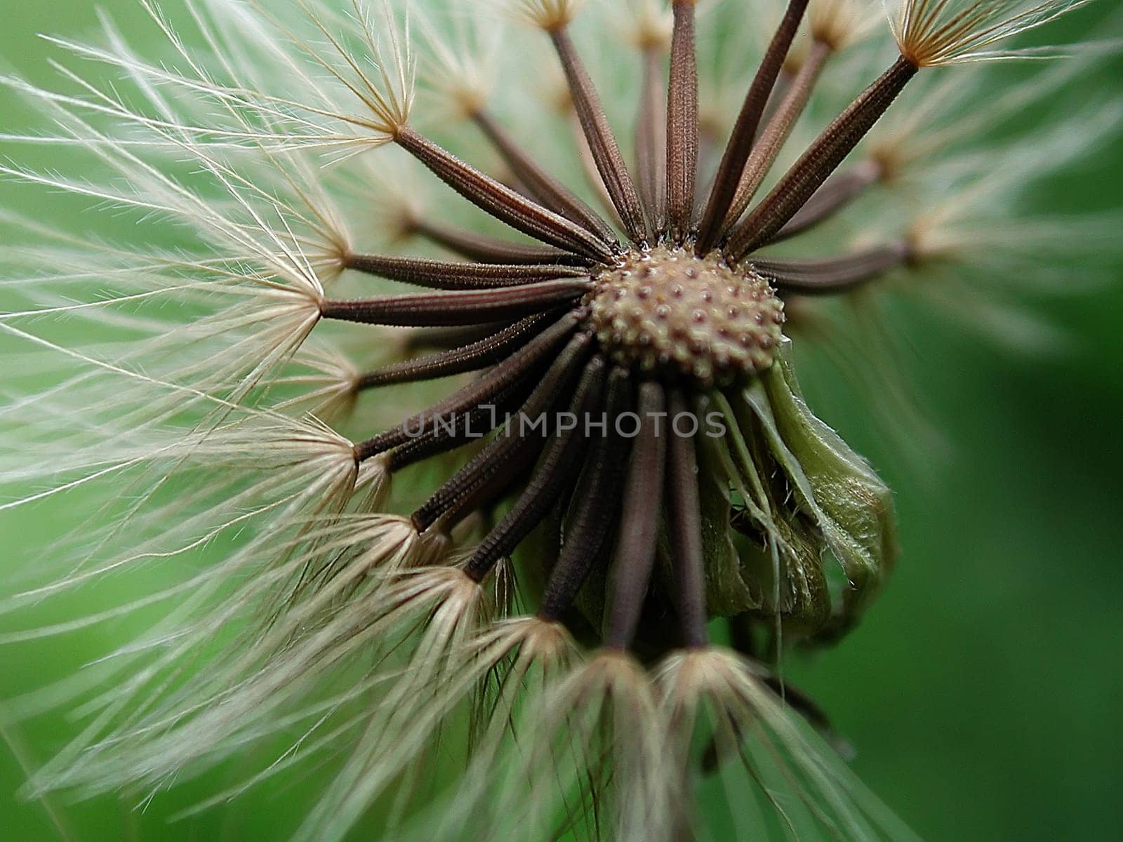 Dandelion 01