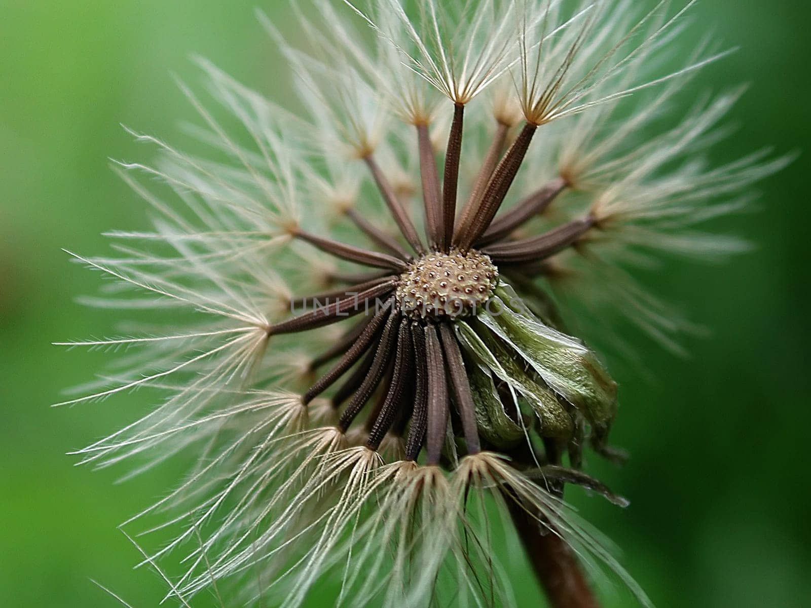 Dandelion 04