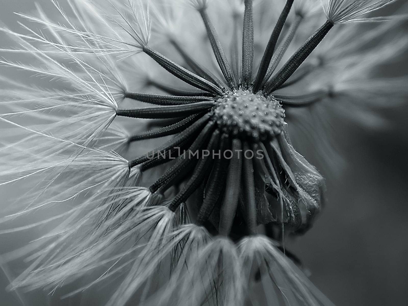 Dandelion 03